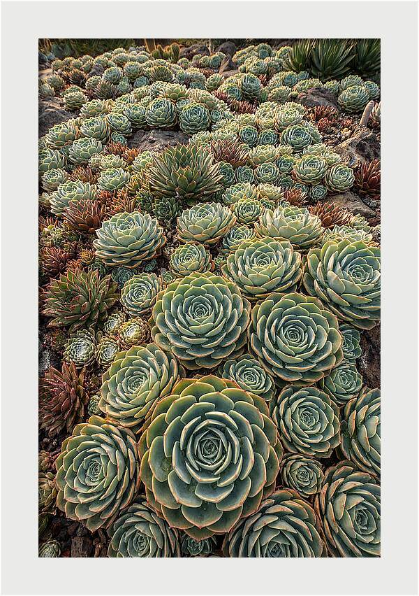 Succulent Rosette Geometry