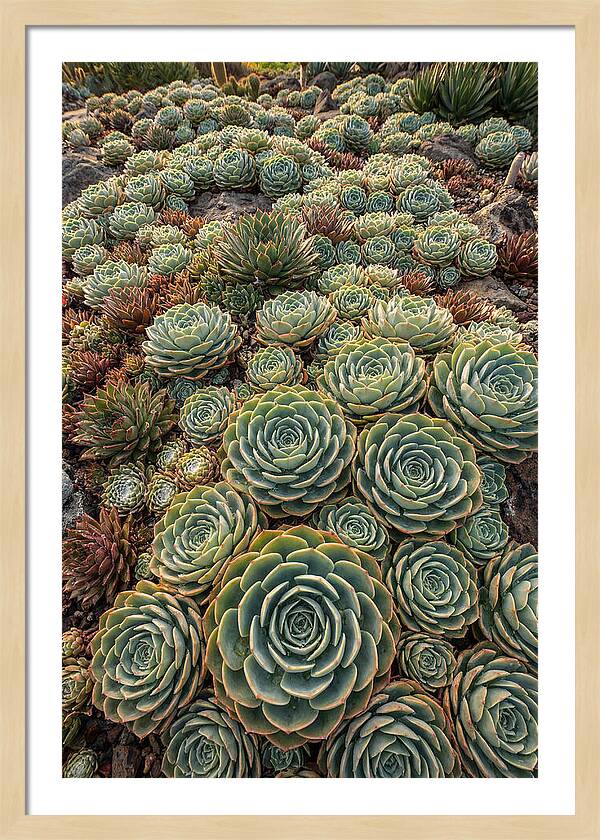 Succulent Rosette Geometry