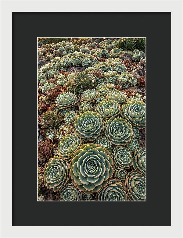 Succulent Rosette Geometry