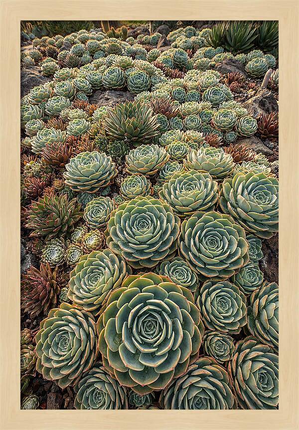 Succulent Rosette Geometry