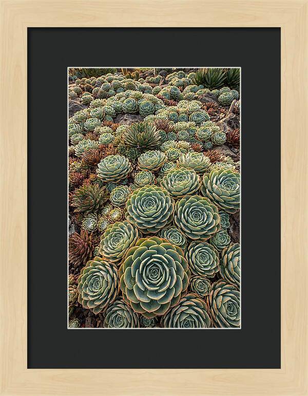 Succulent Rosette Geometry