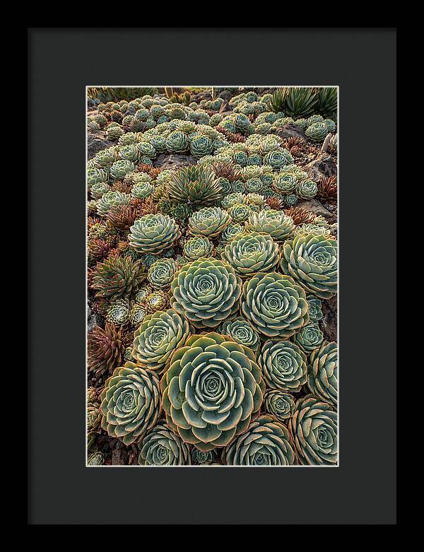 Succulent Rosette Geometry