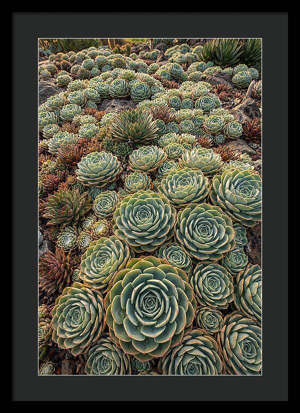 Succulent Rosette Geometry