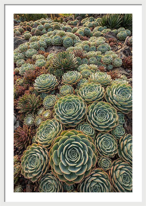 Succulent Rosette Geometry