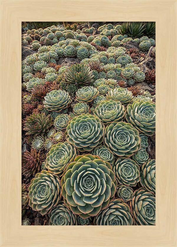 Succulent Rosette Geometry