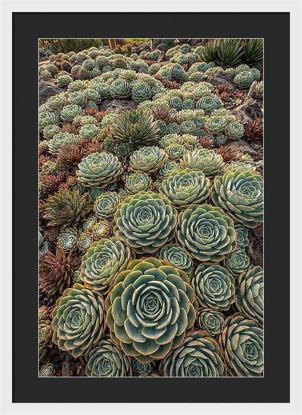 Succulent Rosette Geometry