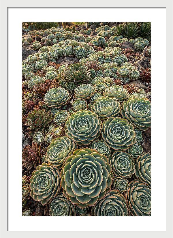 Succulent Rosette Geometry