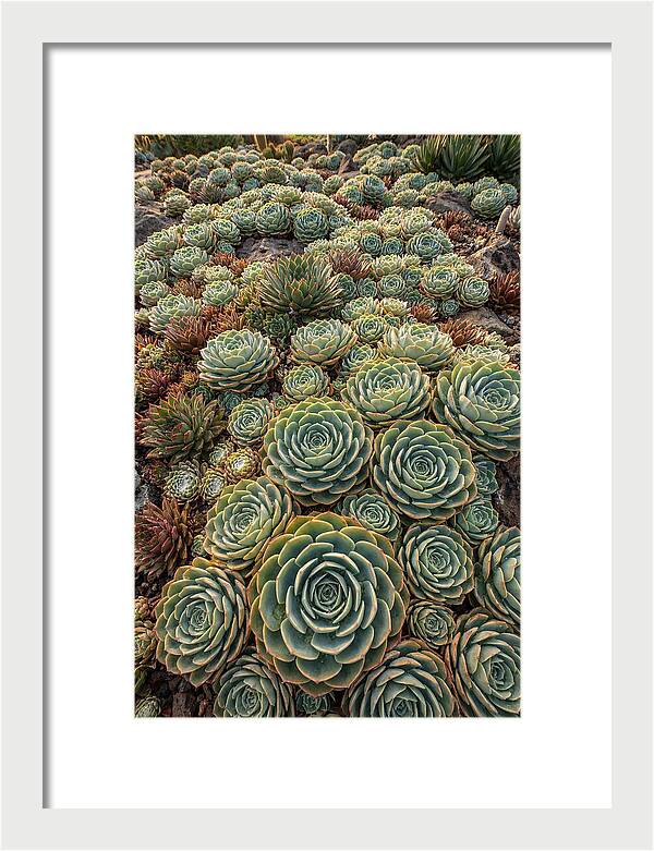 Succulent Rosette Geometry