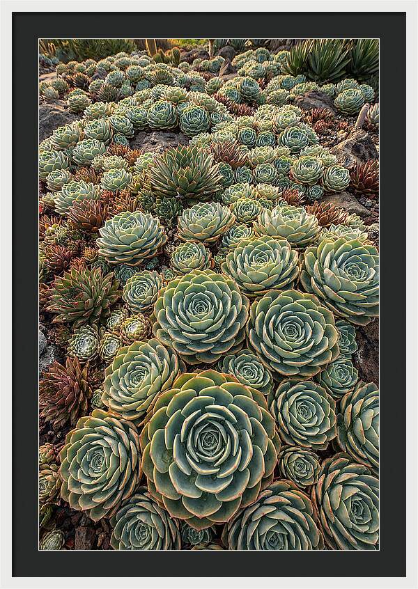 Succulent Rosette Geometry