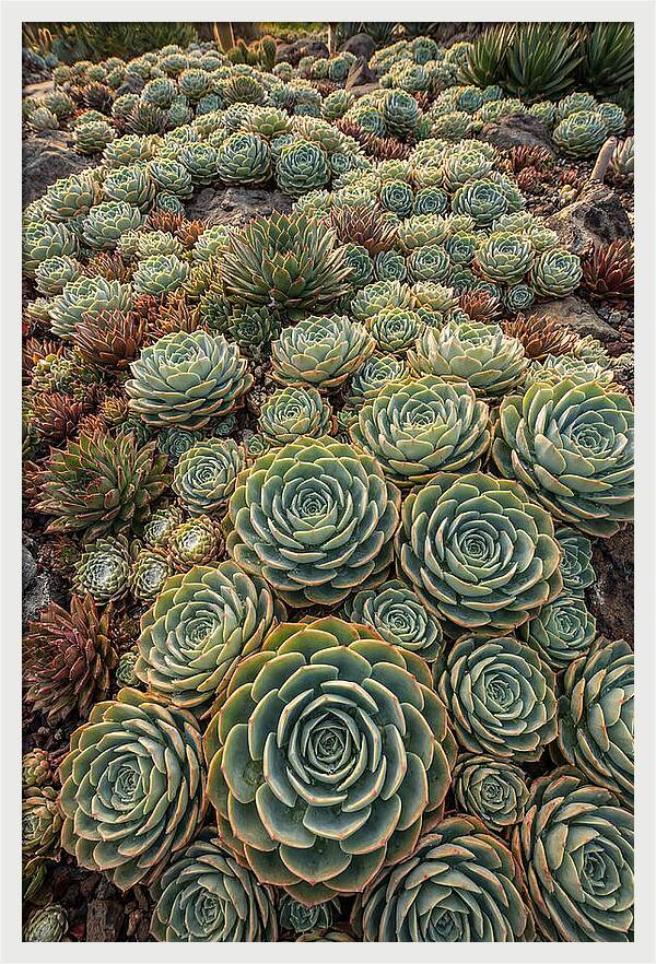 Succulent Rosette Geometry