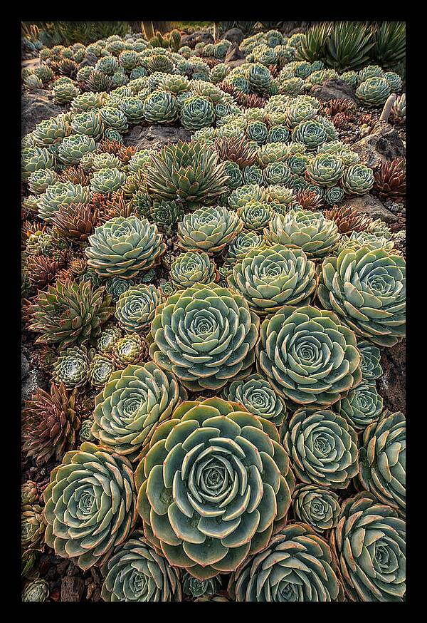 Succulent Rosette Geometry