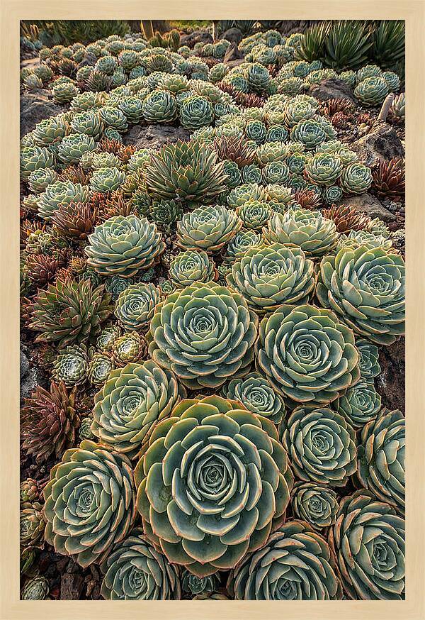 Succulent Rosette Geometry