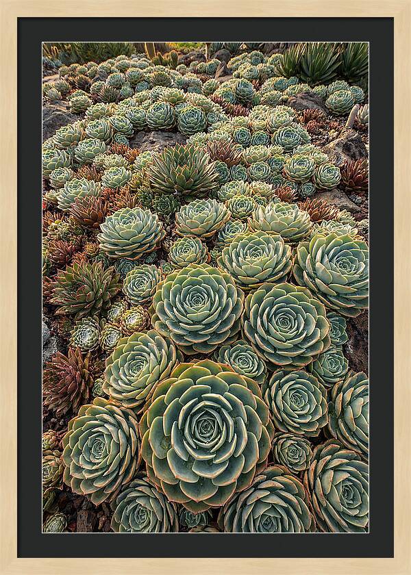 Succulent Rosette Geometry