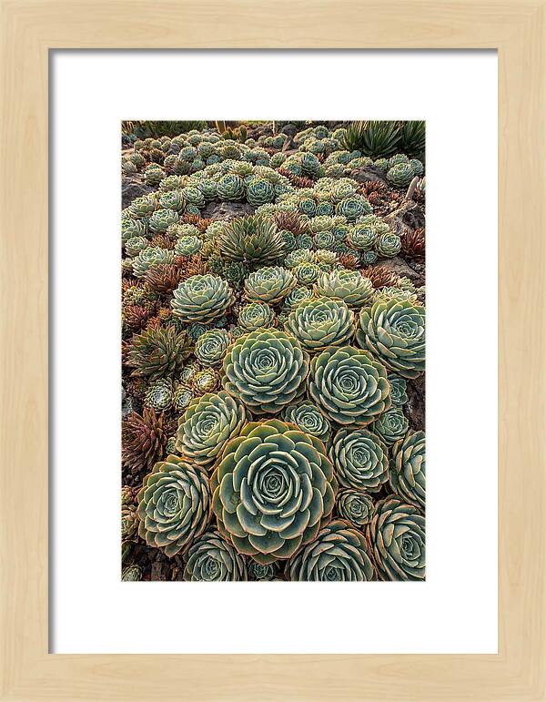 Succulent Rosette Geometry