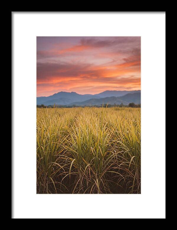 Sugar Cane Fields At Dusk