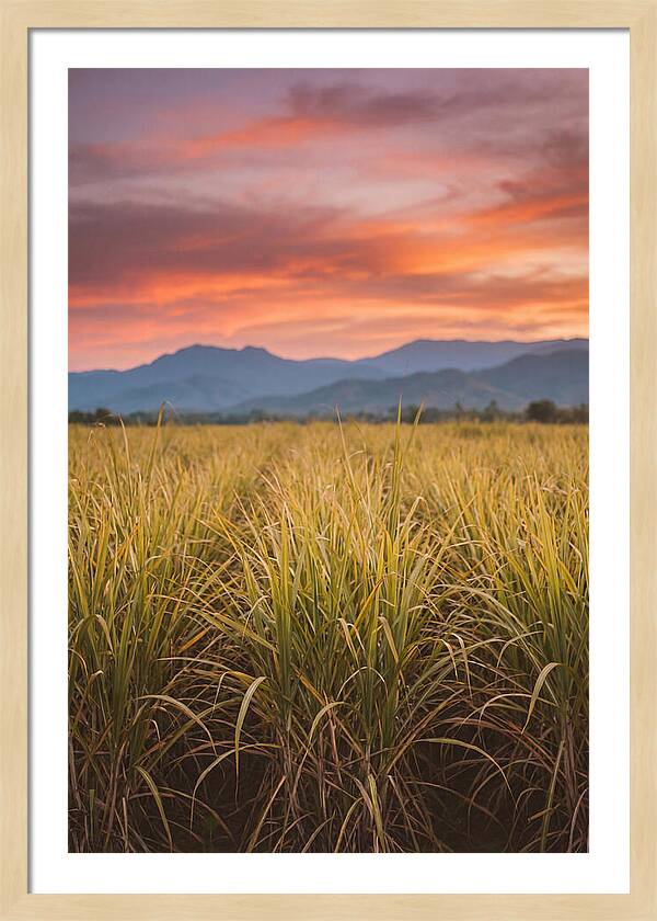 Sugar Cane Fields At Dusk