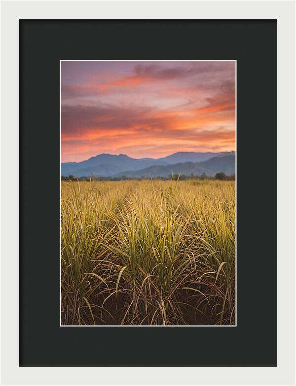 Sugar Cane Fields At Dusk