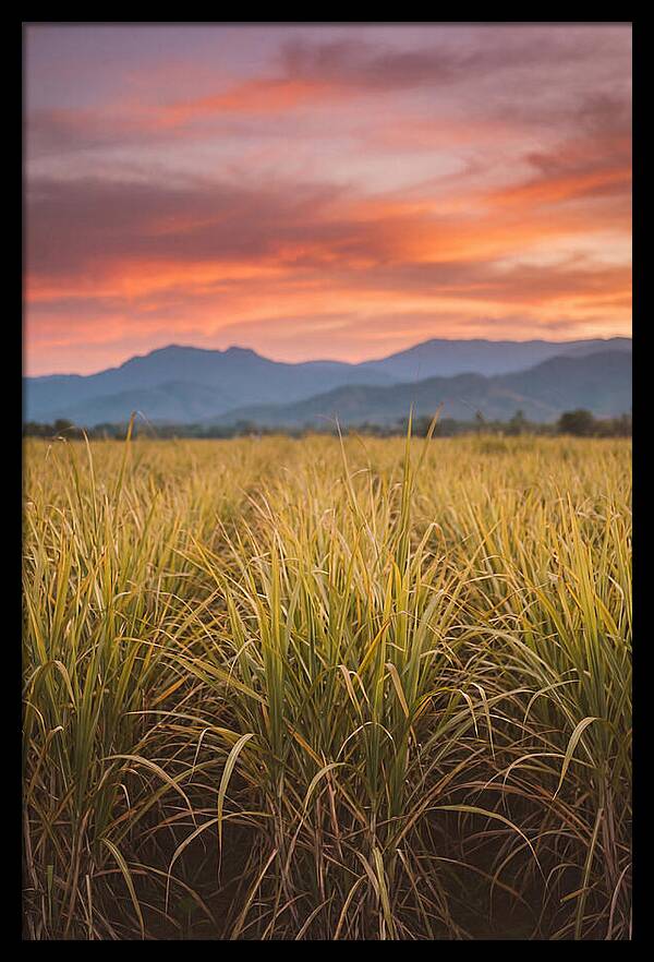 Sugar Cane Fields At Dusk
