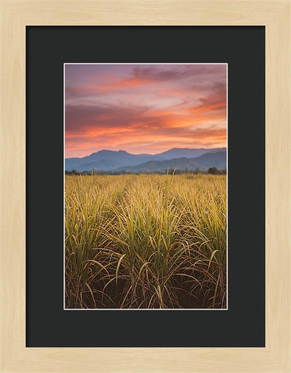 Sugar Cane Fields At Dusk