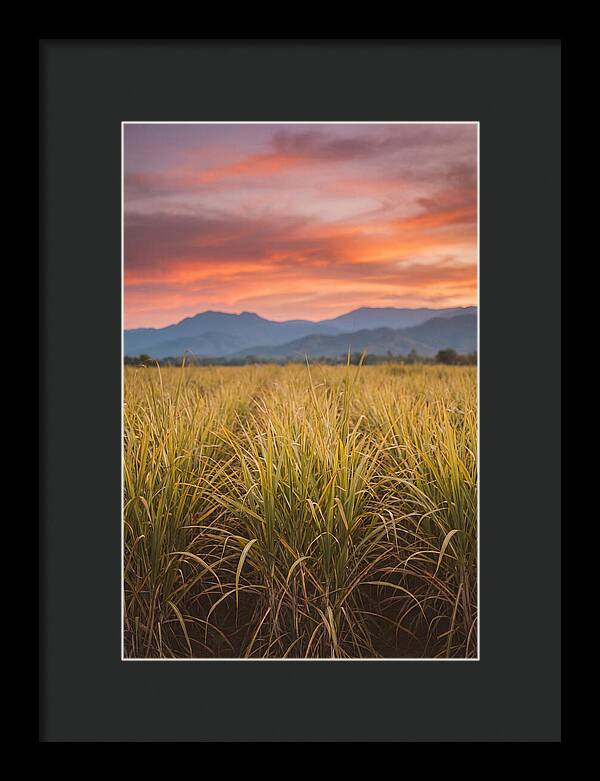 Sugar Cane Fields At Dusk