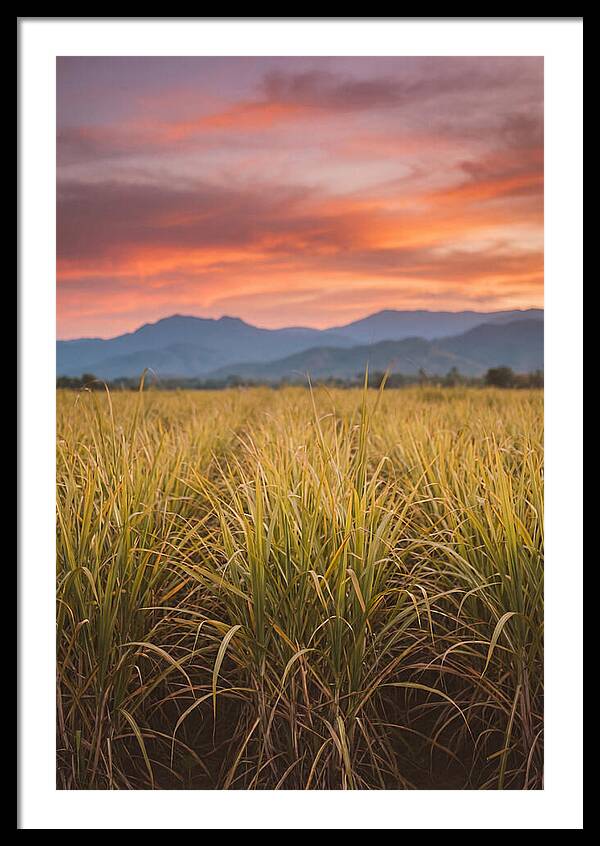 Sugar Cane Fields At Dusk