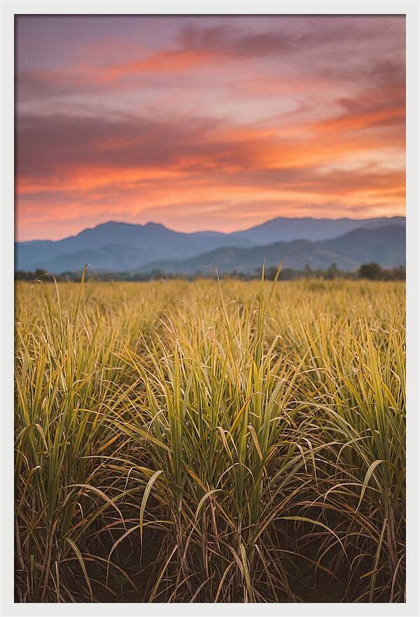 Sugar Cane Fields At Dusk