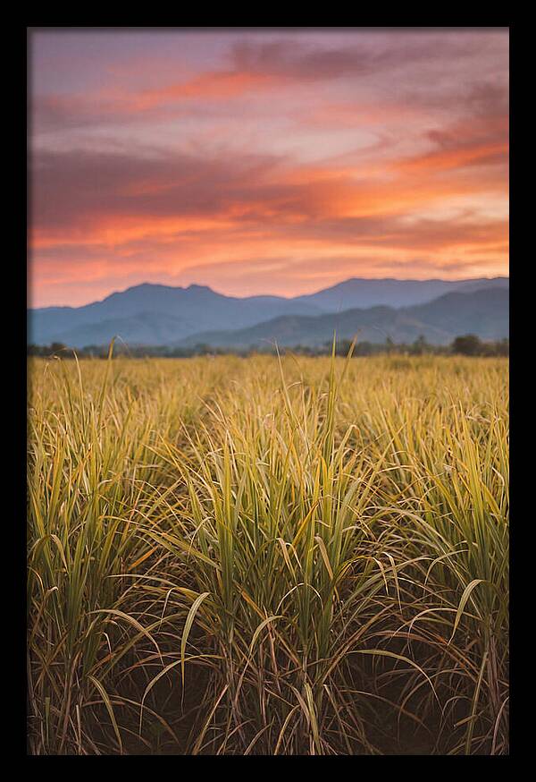 Sugar Cane Fields At Dusk