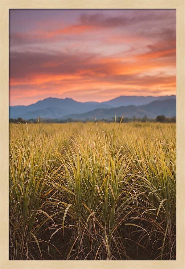 Sugar Cane Fields At Dusk