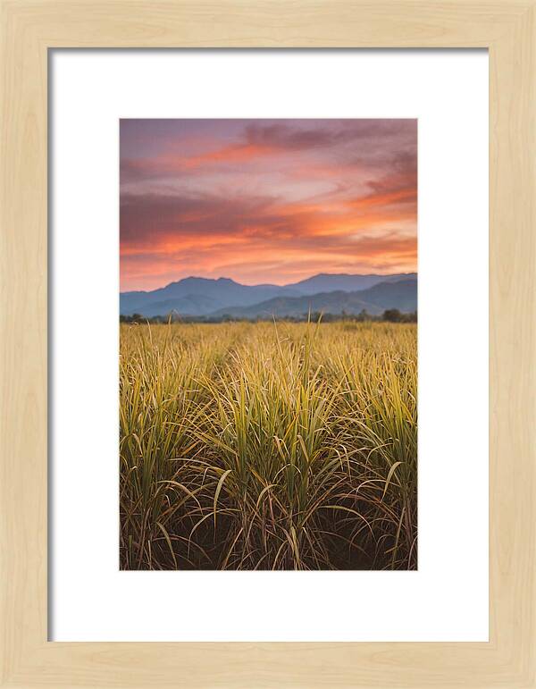 Sugar Cane Fields At Dusk