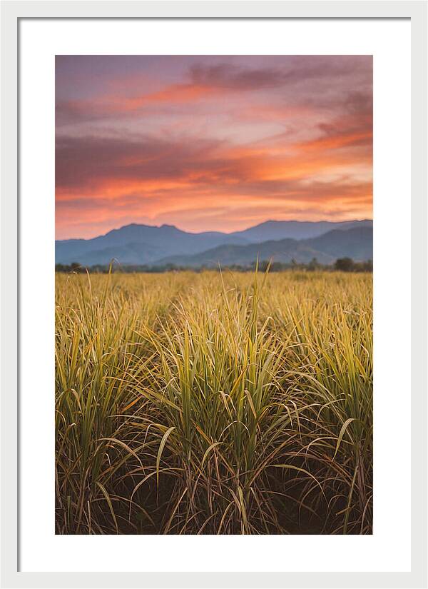 Sugar Cane Fields At Dusk