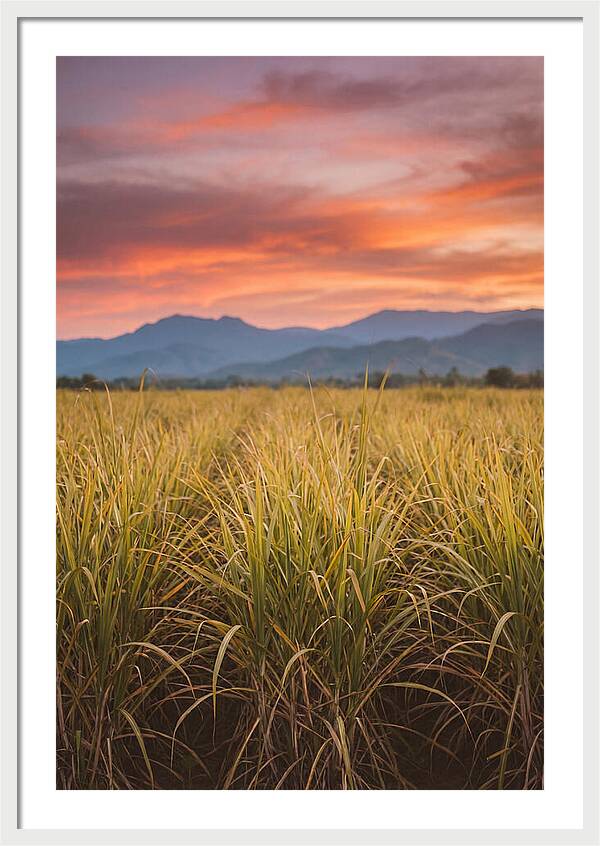 Sugar Cane Fields At Dusk