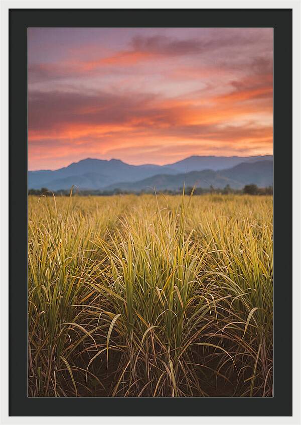 Sugar Cane Fields At Dusk