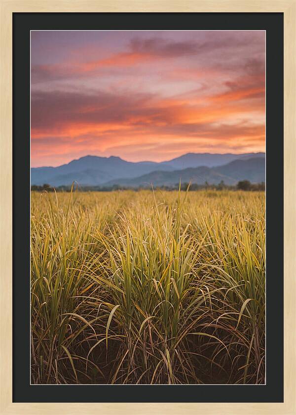 Sugar Cane Fields At Dusk