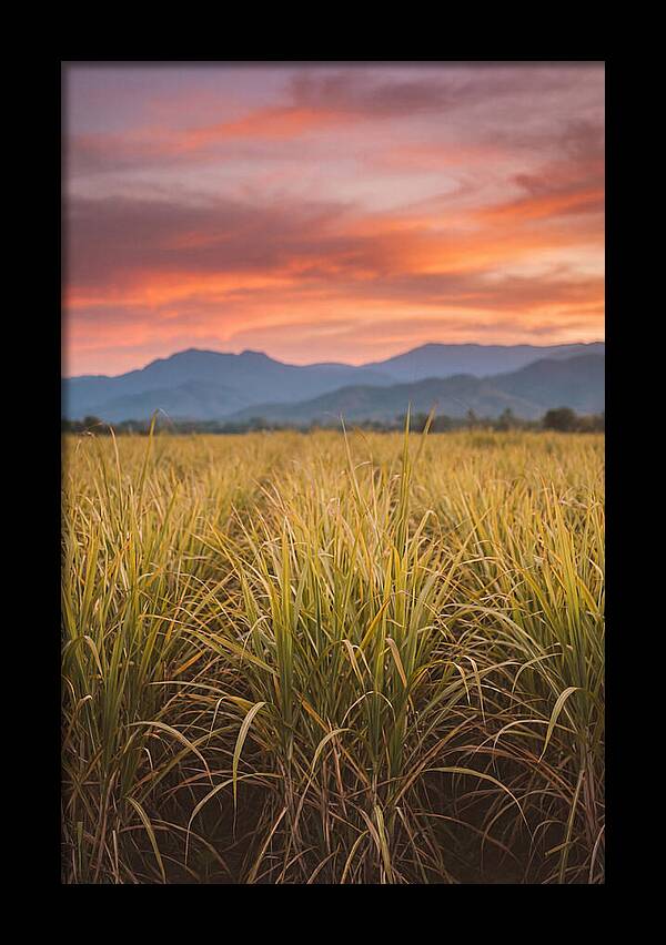 Sugar Cane Fields At Dusk