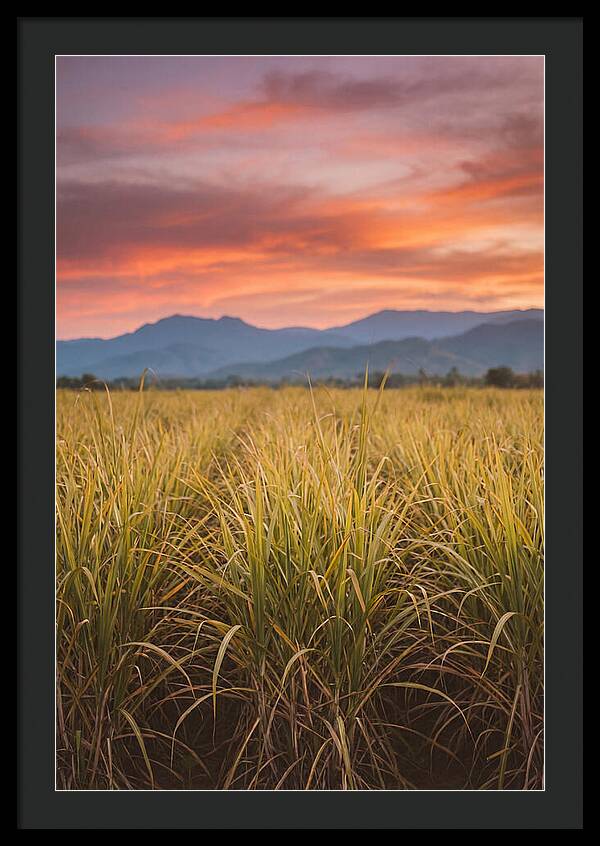 Sugar Cane Fields At Dusk