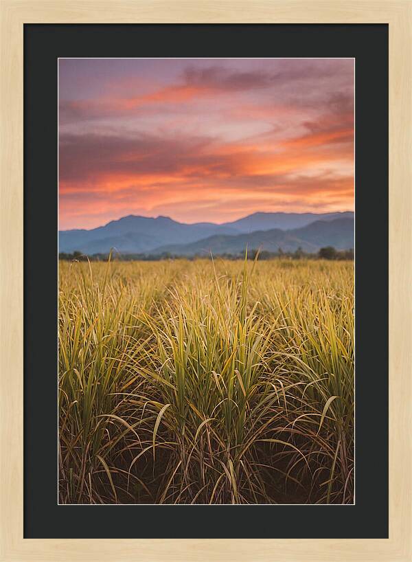 Sugar Cane Fields At Dusk