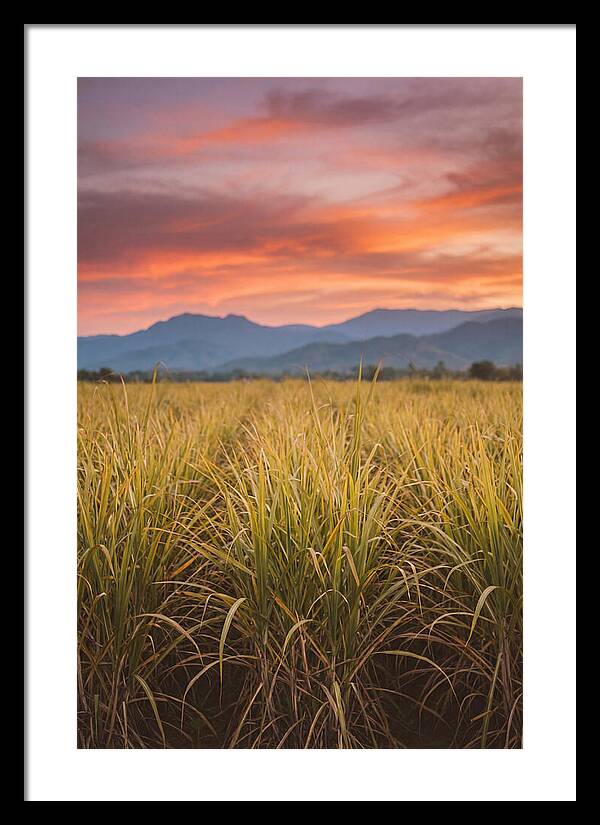 Sugar Cane Fields At Dusk