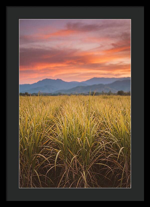Sugar Cane Fields At Dusk
