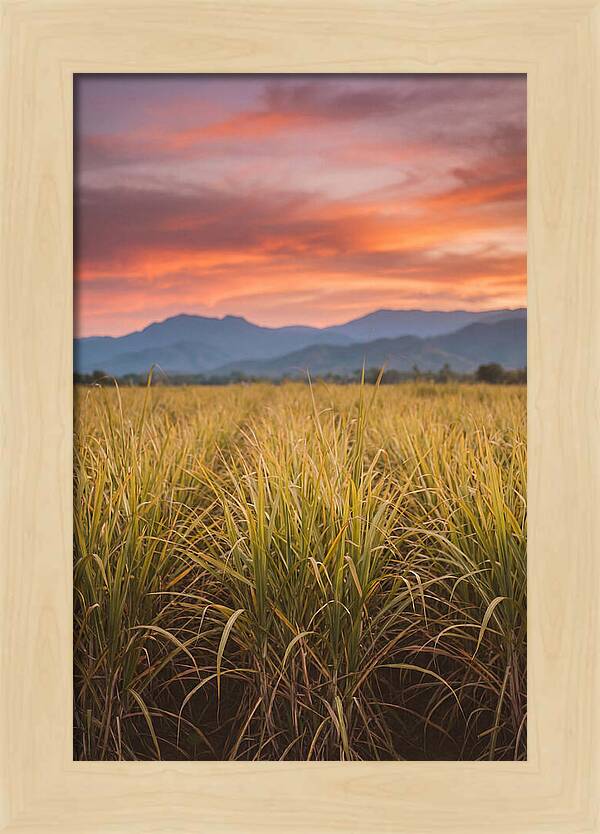 Sugar Cane Fields At Dusk