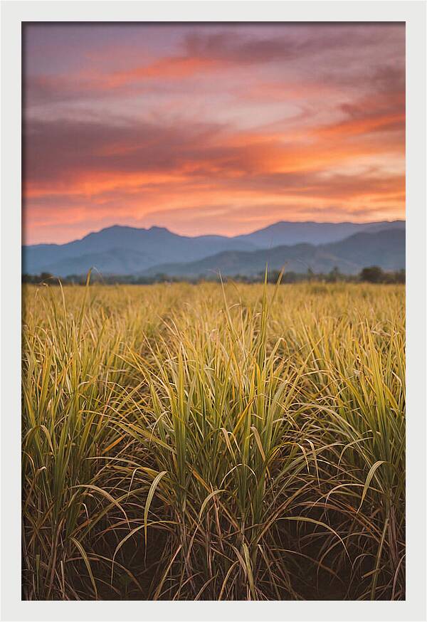 Sugar Cane Fields At Dusk
