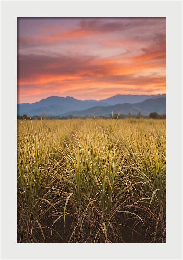Sugar Cane Fields At Dusk