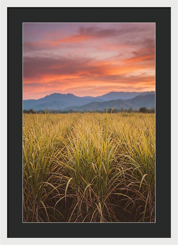 Sugar Cane Fields At Dusk