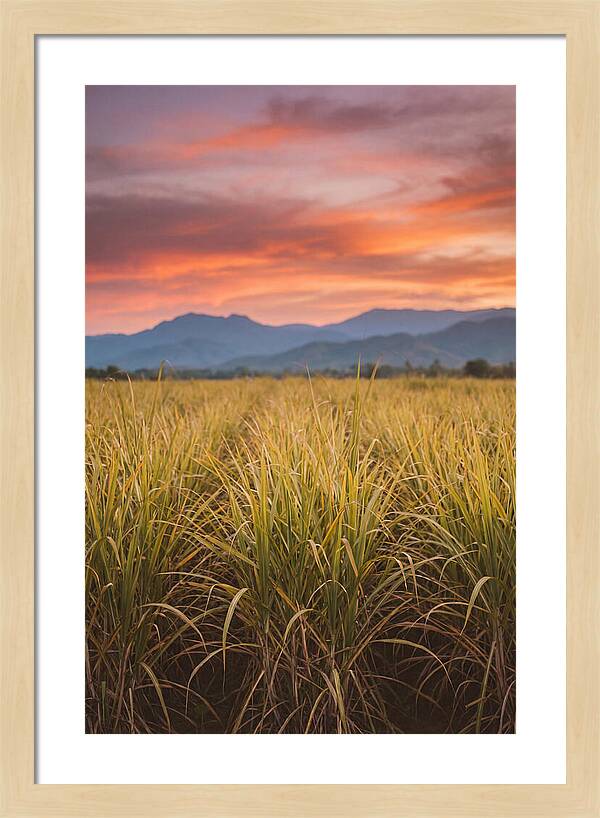 Sugar Cane Fields At Dusk