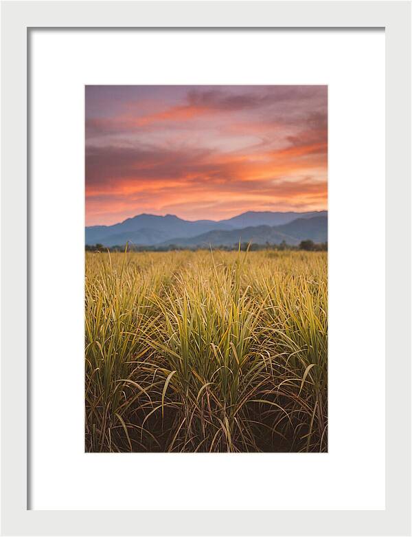 Sugar Cane Fields At Dusk