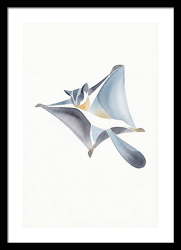 Sugar Glider In Flight