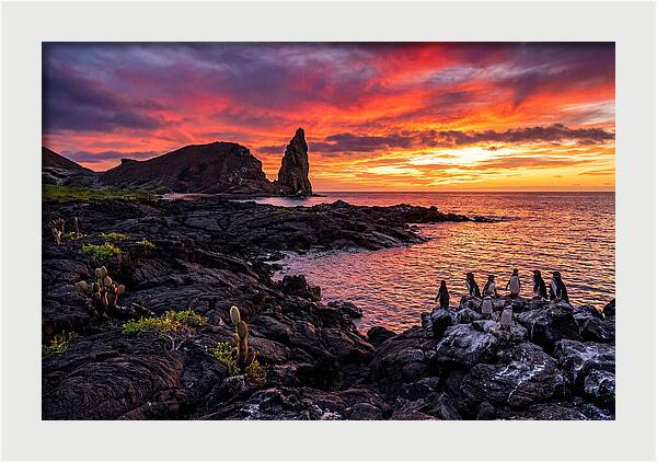 Sullivan Bay Sunset Serenity