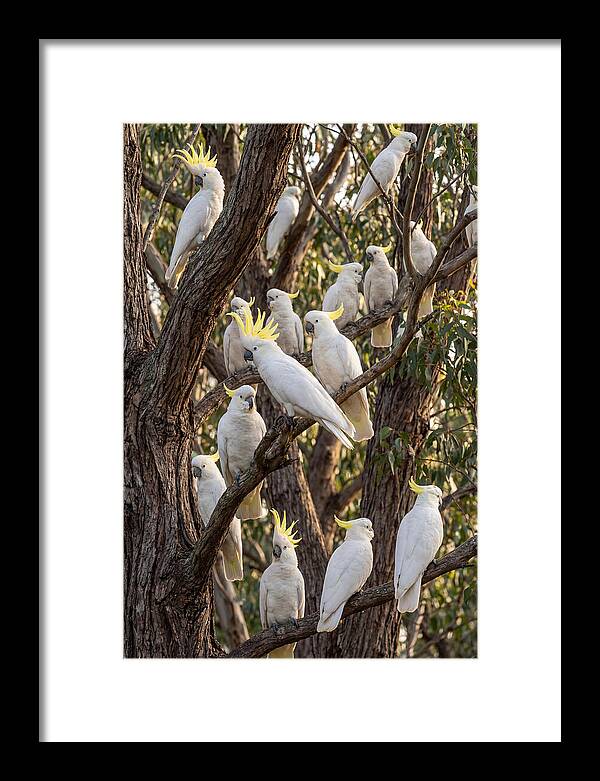 Sulphur Crested Cockatoos Flock