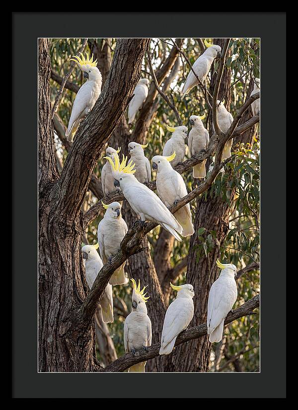 Sulphur Crested Cockatoos Flock