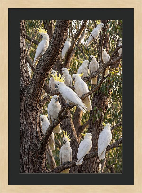 Sulphur Crested Cockatoos Flock