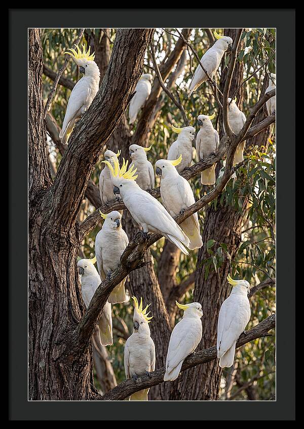 Sulphur Crested Cockatoos Flock